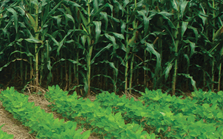 Feature: Zim farmer lands dream deal to till UK farm