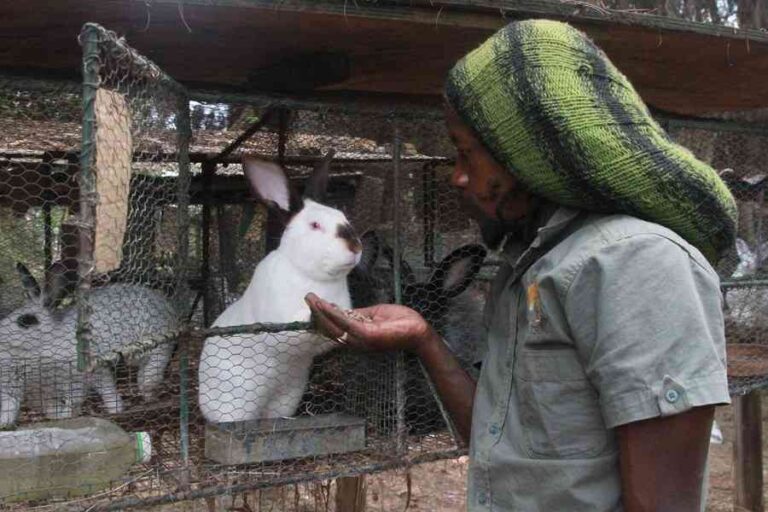 Rabbit farmers bullish