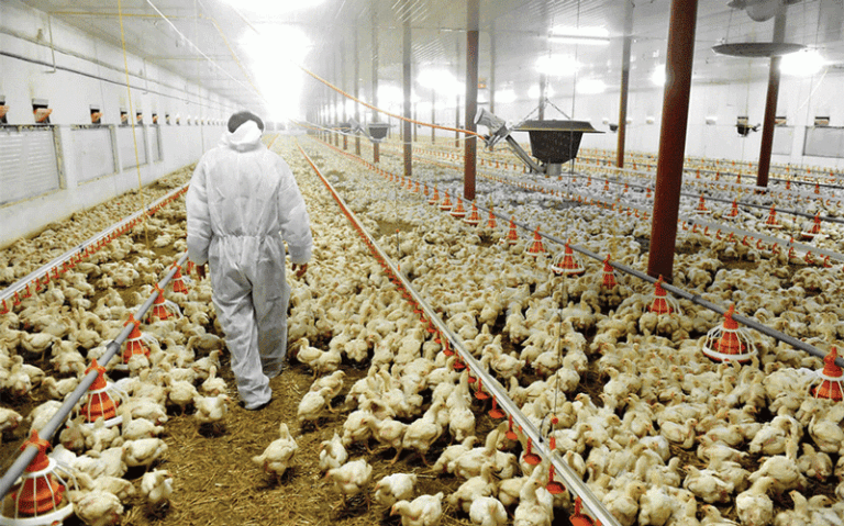 Zim’s poultry sector registers 6,2% growth