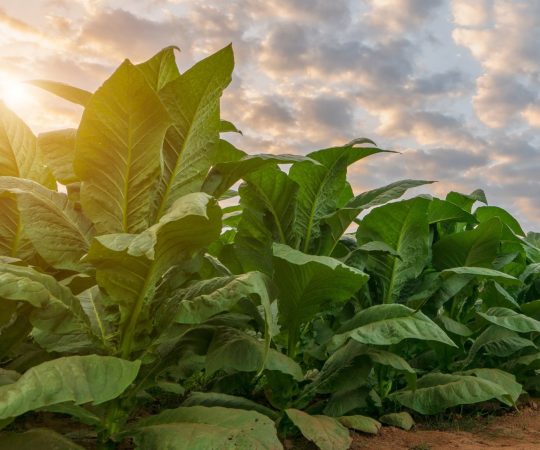 csm_Header_Tobacco_be11c4b0f0