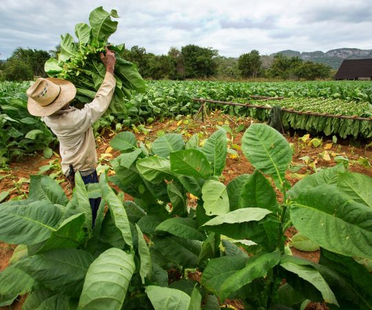 shutterstock_261536930-1-scaled